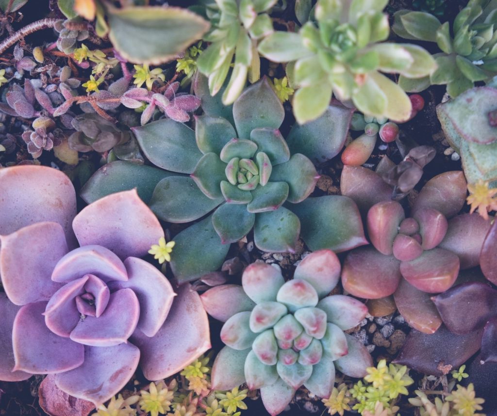 Variety of succulent plants with diverse shapes and colors featured on elliot olson's garden website.